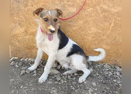 ❤️❤️❤️ liebenswerter BRUNO - 1,5 Jahre, 42cm/14kg - Foxterrier-Mischling