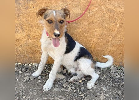 ❤️❤️❤️ liebenswerter BRUNO - 1,5 Jahre, 42cm/14kg - Foxterrier-Mischling