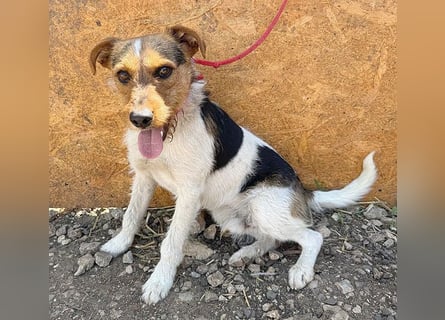 ❤️❤️❤️ liebenswerter BRUNO - 1,5 Jahre, 42cm/14kg - Foxterrier-Mischling