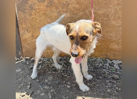 ❤️❤️❤️ liebenswerter BRUNO - 1,5 Jahre, 42cm/14kg - Foxterrier-Mischling
