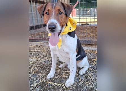 wunderschöner FILOU - 4,5 Jahre, 42cm/12kg - Foxi-Mix