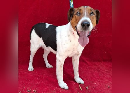 wunderschöner FILOU - 4,5 Jahre, 42cm/12kg - Foxi-Mix