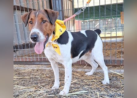 wunderschöner FILOU - 4,5 Jahre, 42cm/12kg - Foxi-Mix