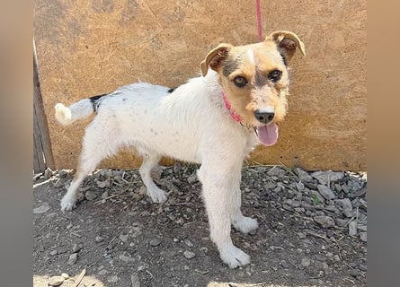 ❤️❤️❤️ liebenswerter BRUNO - 1,5 Jahre, 42cm/14kg - Foxterrier-Mischling