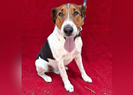 wunderschöner FILOU - 4,5 Jahre, 42cm/12kg - Foxi-Mix