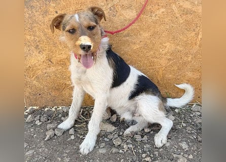 ❤️❤️❤️ liebenswerter BRUNO - 1,5 Jahre, 42cm/14kg - Foxterrier-Mischling