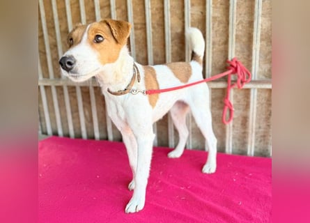 bezaubernde kleine RONJA - 4 Jahre, 39cm/9kg - Foxterrier