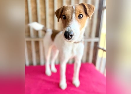 bezaubernde kleine RONJA - 4 Jahre, 39cm/9kg - Foxterrier