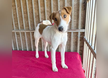 bezaubernde kleine RONJA - 4 Jahre, 39cm/9kg - Foxterrier