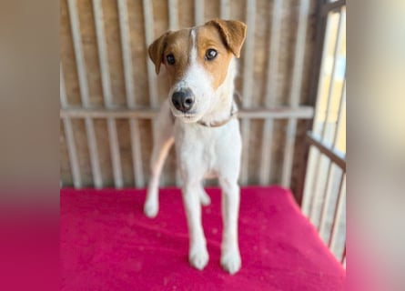 bezaubernde kleine RONJA - 4 Jahre, 39cm/9kg - Foxterrier