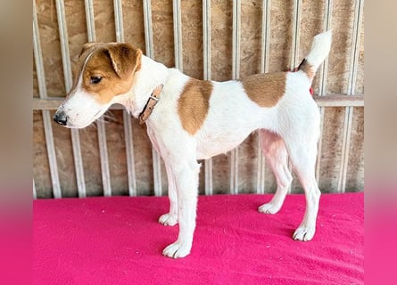 bezaubernde kleine RONJA - 4 Jahre, 39cm/9kg - Foxterrier