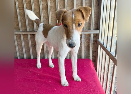 bezaubernde kleine RONJA - 4 Jahre, 39cm/9kg - Foxterrier