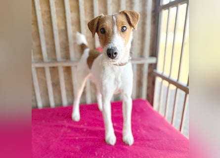 bezaubernde kleine RONJA - 4 Jahre, 39cm/9kg - Foxterrier