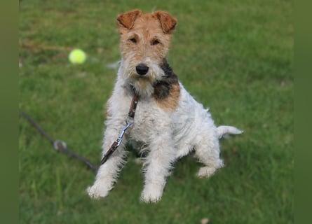 Drahthaar-Foxterrier. Hündin.