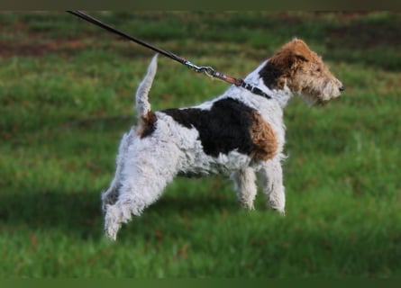 Drahthaar-Foxterrier. Hündin.
