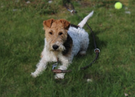 Drahthaar-Foxterrier. Hündin.