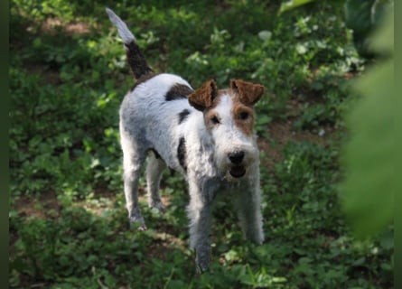 Drahthaar-Foxterrier. Hündin.
