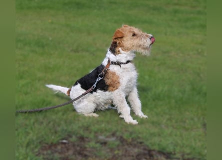 Drahthaar-Foxterrier. Hündin.