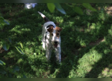 Drahthaar-Foxterrier. Hündin.