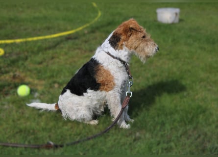 Drahthaar-Foxterrier. Hündin.