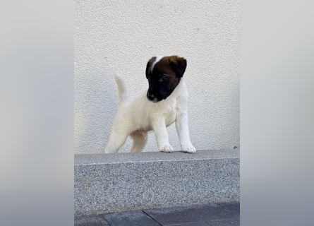 Welpen- Foxterrier-Glatthaar-mit Ahnentafel und Thernochip