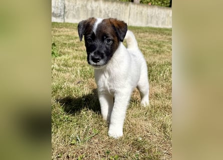 Welpen- Foxterrier-Glatthaar-mit Ahnentafel und Thernochip