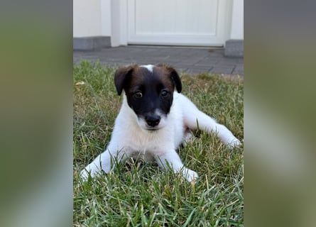 Welpen- Foxterrier-Glatthaar-mit Ahnentafel und Thernochip