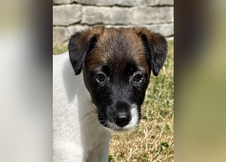 Welpen-zum Sonderpreis Foxterrier-Glatthaar-mit Ahnentafel