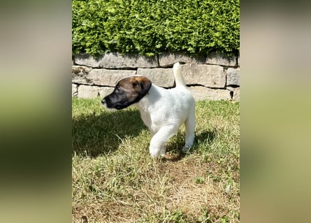 Welpen- Foxterrier-Glatthaar-mit Ahnentafel und Thernochip