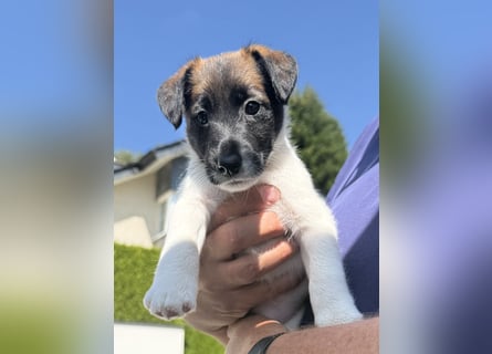 Welpen-zum Sonderpreis Foxterrier-Glatthaar-mit Ahnentafel