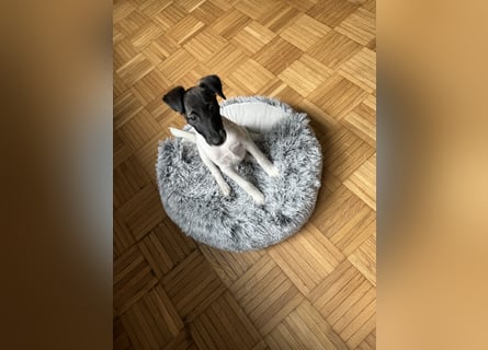 Welpen-zum Sonderpreis Foxterrier-Glatthaar-mit Ahnentafel