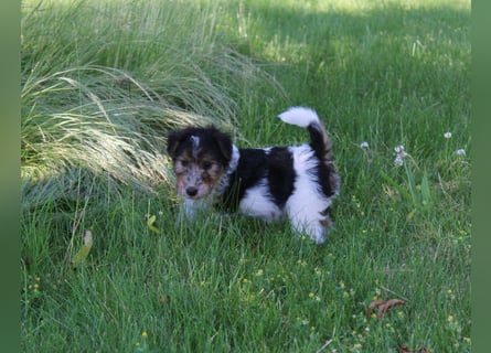 Foxterrier Welpen .
