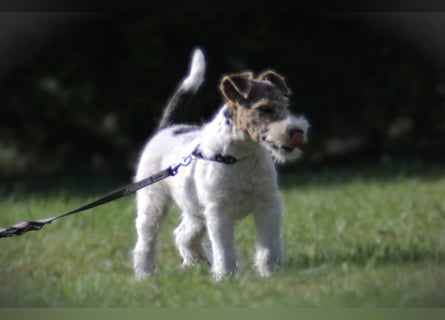 Foxterrier Welpe. Rüde.