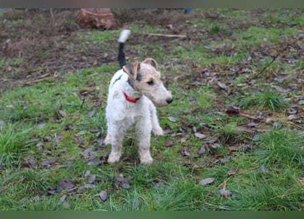 Foxterrier Welpen .