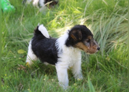 Foxterrier Welpen .