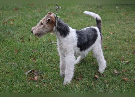 Drahthaar Foxterrier Rüde 4 Monate.