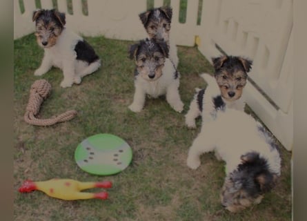 Drahthaar Foxterrier Welpen.