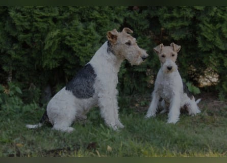 Foxterrier Welpe. Rüde.