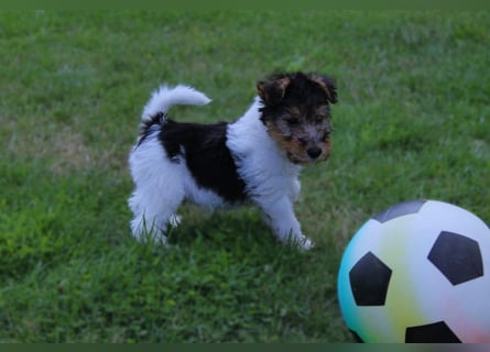 Drahthaar Foxterrier Welpen.