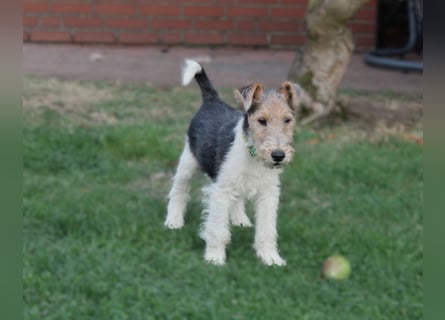 Foxterrier Welpe. Rüde.