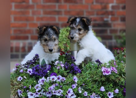 Drahthaar Foxterrier Welpen.