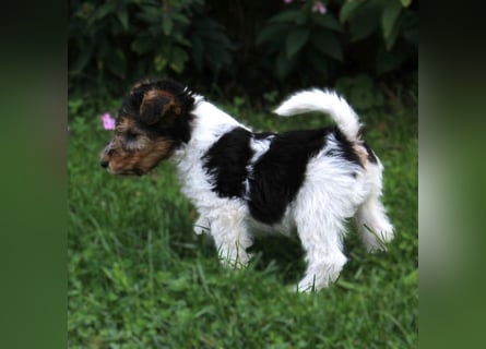 Drahthaar Foxterrier Welpen.