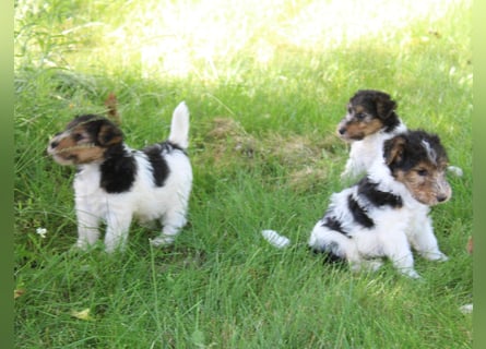 Foxterrier Welpen .