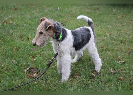 Drahthaar Foxterrier Rüde 4 Monate.