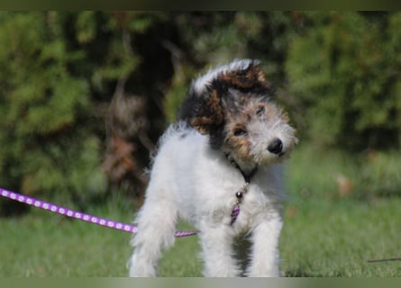 Foxterrier Welpe. Rüde.