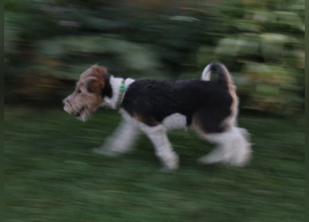 Foxterrier Welpe. Rüde.