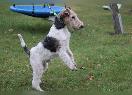 Drahthaar Foxterrier Rüde 4 Monate.