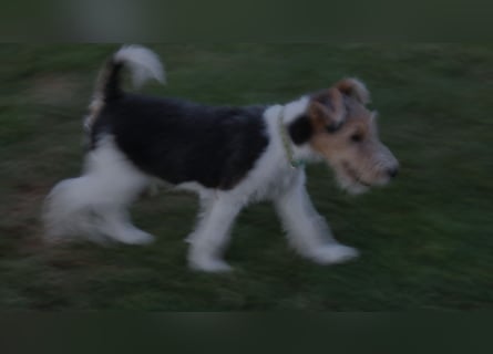 Foxterrier Welpe. Rüde.