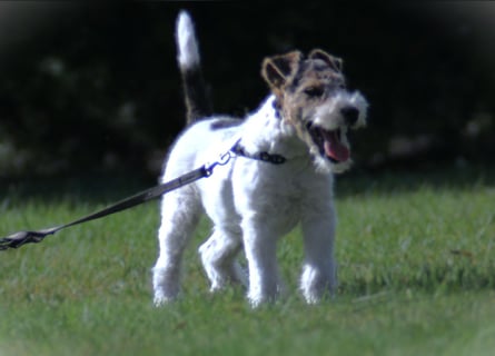 Foxterrier Welpe. Rüde.