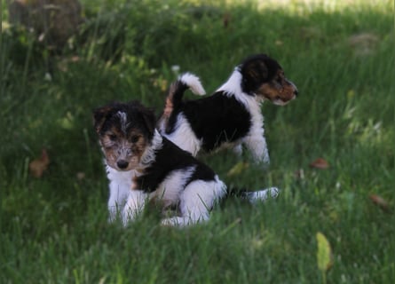 Foxterrier Welpen .